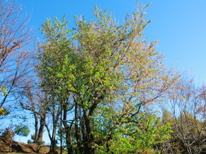 令和7年12月15日熱海高校下原木の様子その1