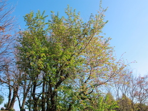 令和7年12月18日熱海高校下原木その1