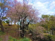 写真：熱海高校下　ヒマラヤ桜