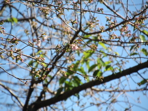 ヒマラヤザクラ開花写真1