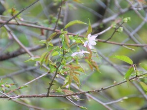 令和7年11月20日のヒマラヤザクラの様子