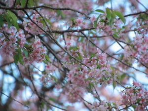令和7年12月5日のヒマラヤザクラの様子その2