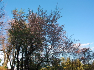 令和7年12月5日のヒマラヤザクラの様子