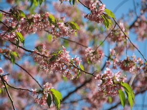 令和7年12月8日のヒマラヤザクラの様子