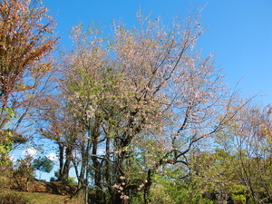 令和7年11月28日のヒマラヤザクラの様子その2