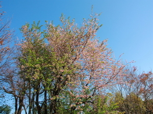 令和7年12月8日のヒマラヤザクラの様子その2