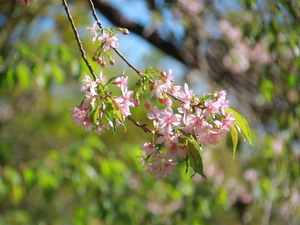 令和7年11月28日のヒマラヤザクラの様子