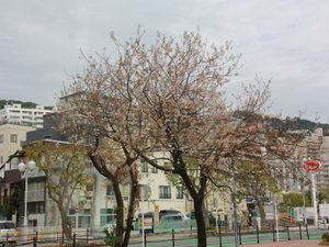 令和7年11月25日親水公園のヒマラヤザクラの様子その1