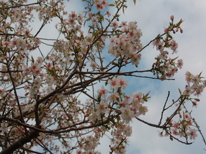 令和7年11月25日親水公園ヒマラヤザクラの様子その2