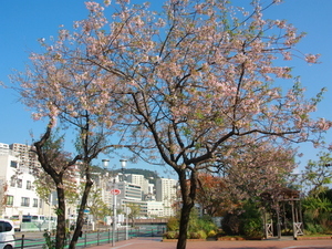 令和7年12月2日のヒマラヤザクラの様子その2