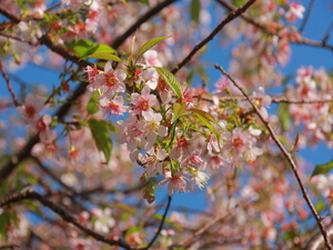 令和7年12月2日のヒマラヤザクラの様子