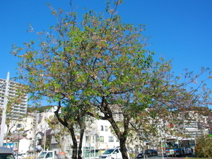 令和7年12月15日親水公園ヒマラヤザクラの様子その1