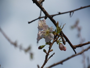 令和7年11月18日の親水公園ヒマラヤザクラの開花の様子
