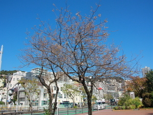 令和7年11月21日ヒマラヤザクラの全体の様子