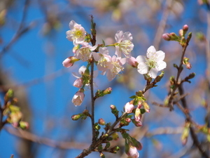 令和7年11月21日のヒマラヤザクラの様子