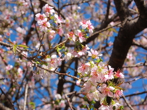 令和7年11月28日親水公園のヒマラヤザクラの様子