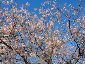 令和7年11月28日親水公園のヒマラヤザクラの様子その2
