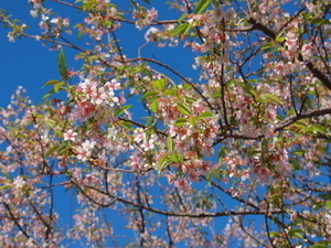 令和7年12月5日のヒマラヤザクラの様子