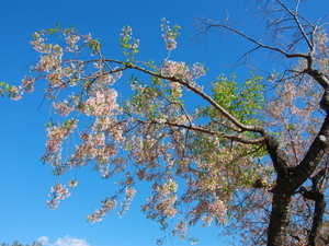 令和7年12月5日のヒマラヤザクラの様子その2