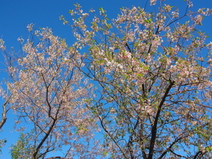 令和7年12月5日のヒマラヤザクラの様子その3