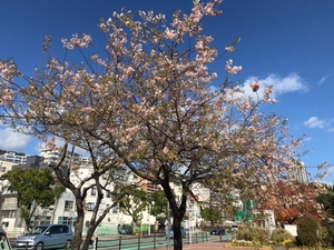 親水公園のヒマラヤ桜の2