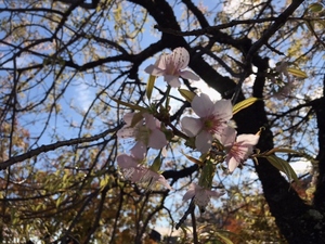 親水公園のヒマラヤ桜の1