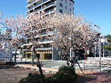 写真：親水公園　ヒマラヤザクラ