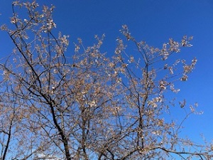 12月8日開花状況