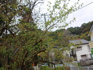 令和7年11月25日月見ヶ丘公園ヒマラヤザクラの様子その2