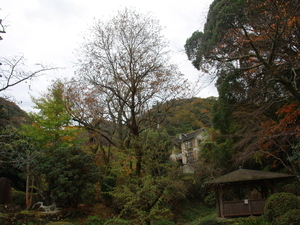 令和7年11月25日月見ヶ丘公園ヒマラヤザクラの様子その1