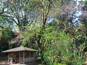 令和7年12月2日のヒマラヤザクラの様子