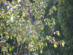 令和7年12月2日のヒマラヤザクラの様子その2