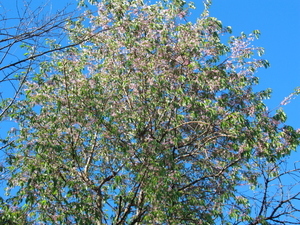 令和7年12月15日月見ヶ丘公園ヒマラヤザクラの様子その1