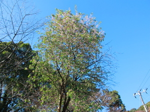 令和7年12月18日月見ヶ丘公園ヒマラヤザクラの様子その1