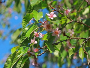 令和7年12月18日月見ヶ丘公園ヒマラヤザクラの様子その2
