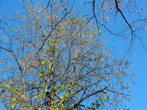 令和7年11月28日のヒマラヤザクラの様子