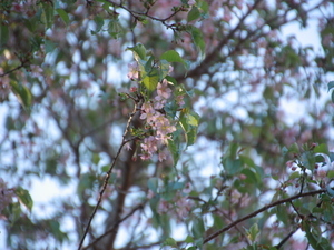 令和7年12月5日のヒマラヤザクラの様子