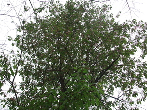 令和7年12月25日月見ヶ丘公園ヒマラヤザクラの様子