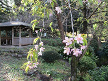 月見ヶ丘公園のヒマラヤザクラ