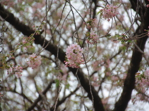 令和7年11月25日多賀中学校ヒマラヤザクラの様子その2