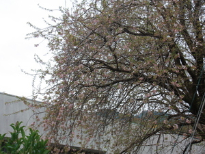 令和7年11月25日多賀中学校ヒマラヤザクラの様子その1