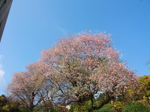 令和7年12月2日のヒマラヤザクラの様子