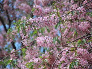 令和7年12月2日のヒマラヤザクラの様子その2