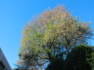 令和7年12月15日多賀中ヒマラヤザクラの様子その1