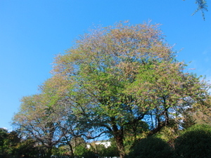 令和7年12月18日多賀中学校ヒマラヤザクラの様子その1