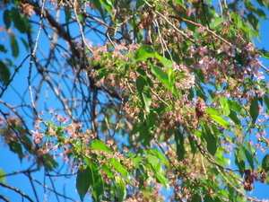 令和7年12月18日多賀中学校ヒマラヤザクラの様子その2