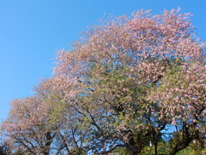 令和7年12月8日のヒマラヤザクラの様子その2