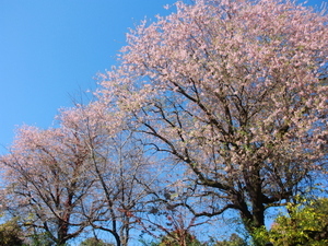 令和7年11月28日のヒマラヤザクラの様子その2