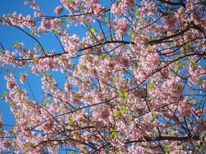 令和7年11月28日のヒマラヤザクラの様子