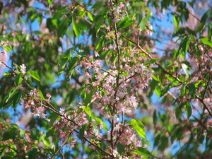 令和7年12月8日のヒマラヤザクラの様子